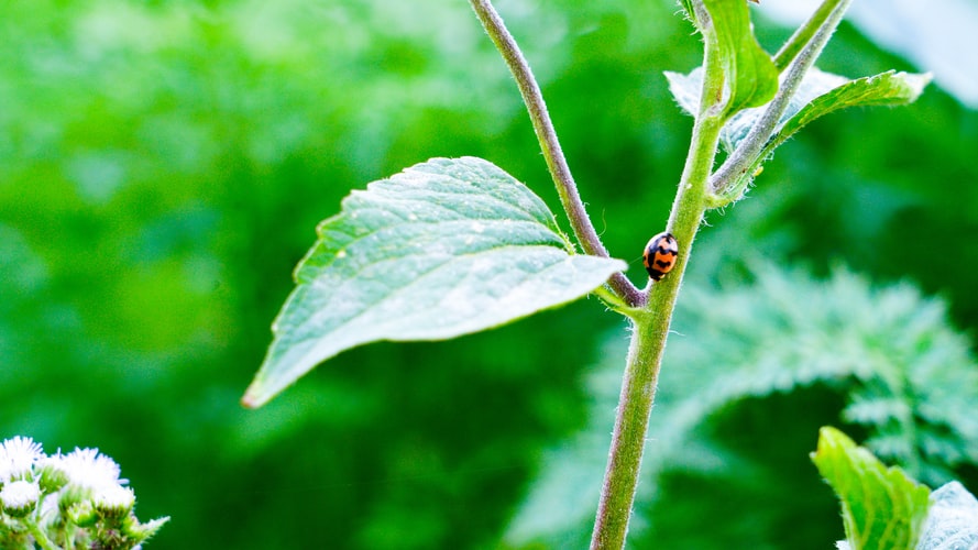This is an image of a lady bug on a leaf.