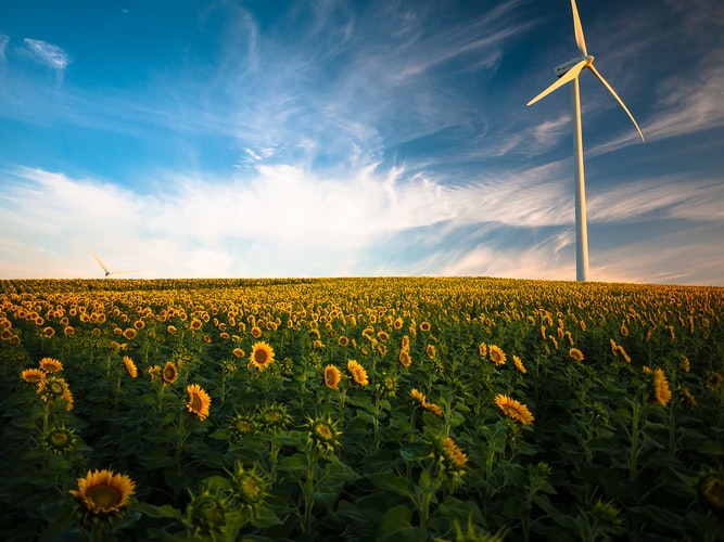 This is an image of a field of flowers with a windmill.