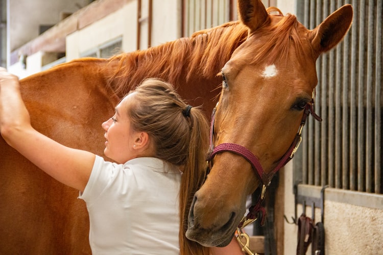 This is an image of a veterinarian working on a horse.